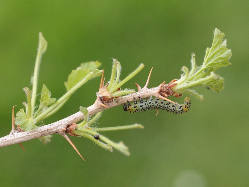 stachelbeere-stachelbeerblattwespe-larve.jpg