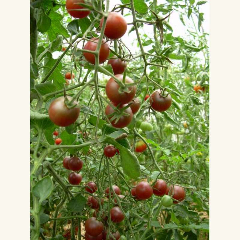 tomate \'black cherry\' - lycopersicon esculentum - pro specie rara