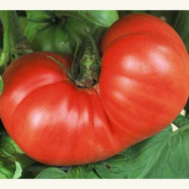 tomate \'goliath\' - lycopersicon esculentum - tomatensamen