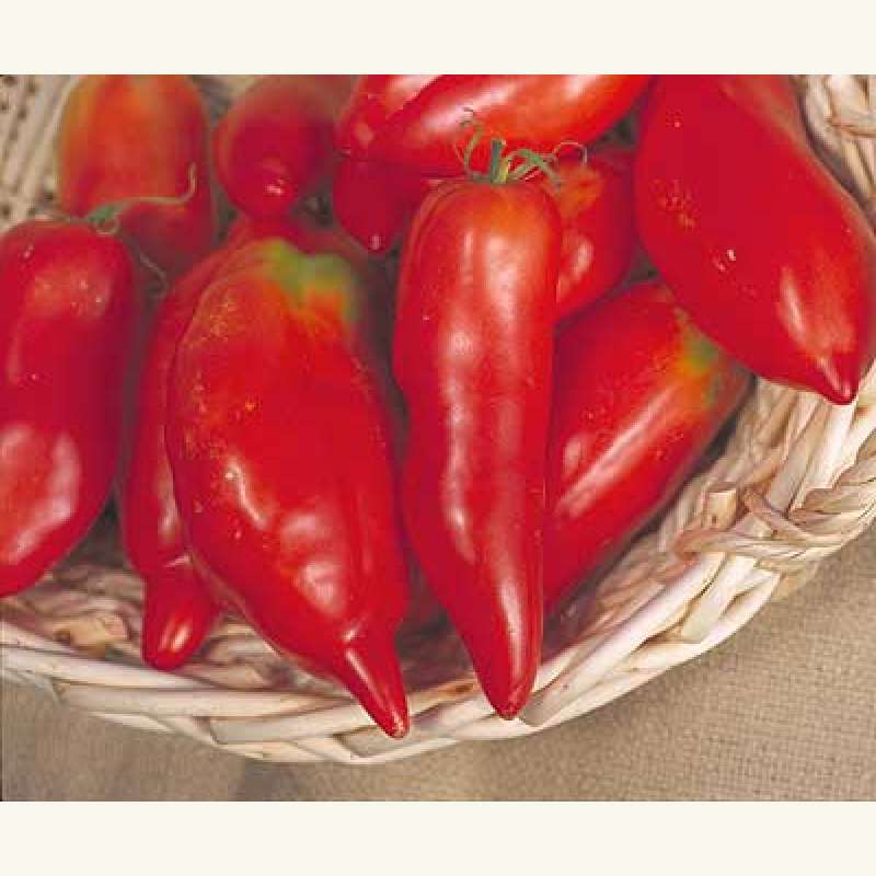 tomate \'jersey devil\' - lycopersicon esculentum - tomatensamen